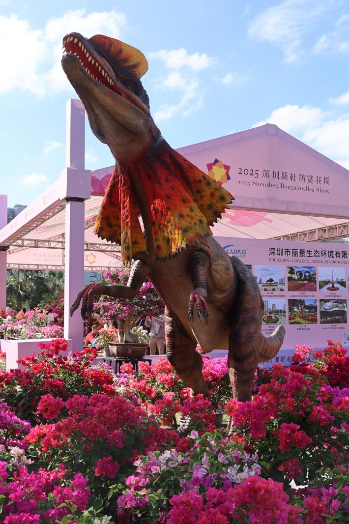 2025深圳簕杜鹃花展