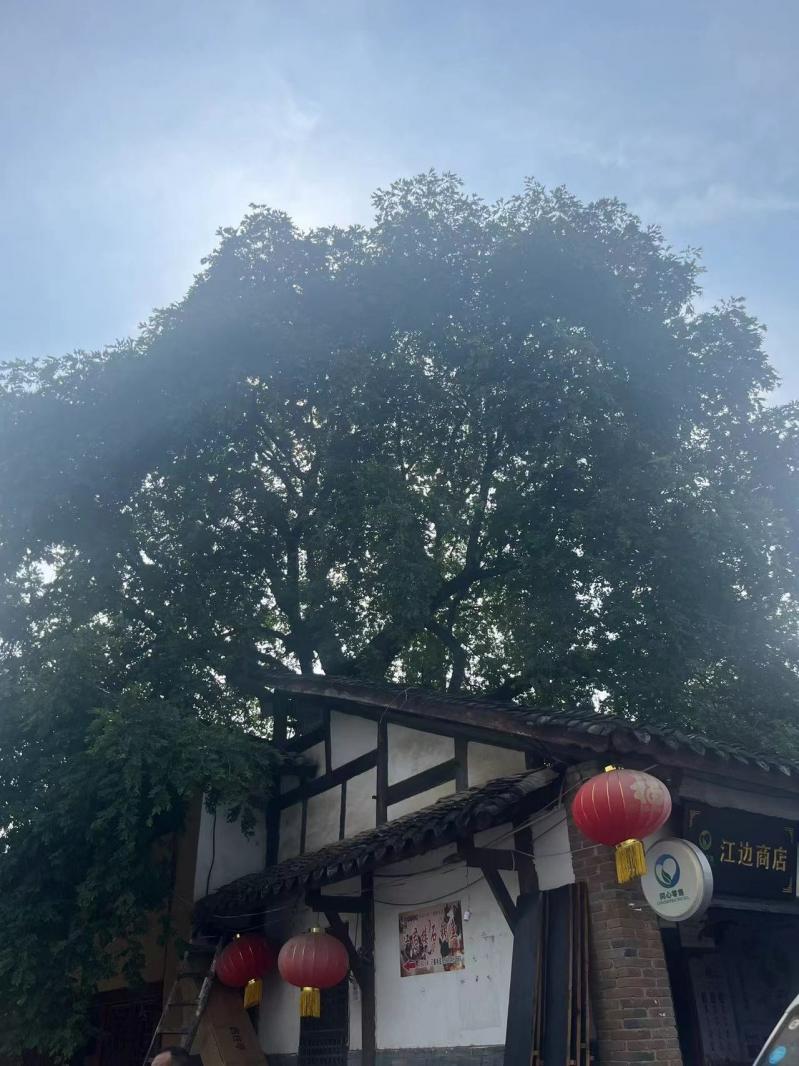 石泉后柳水乡