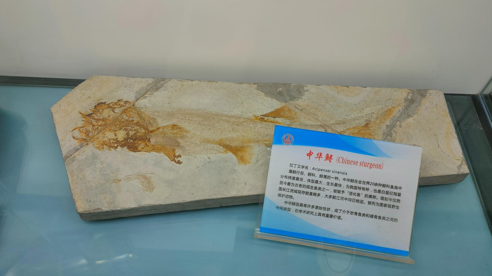 长安大学