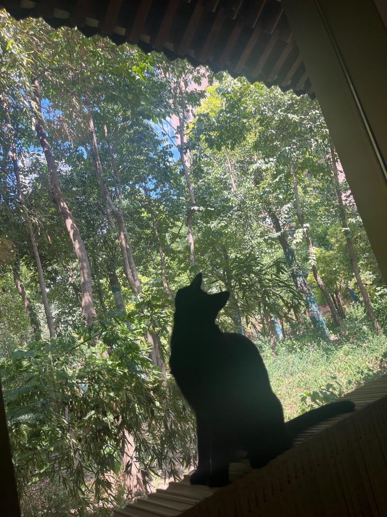大兴善寺猫咪
