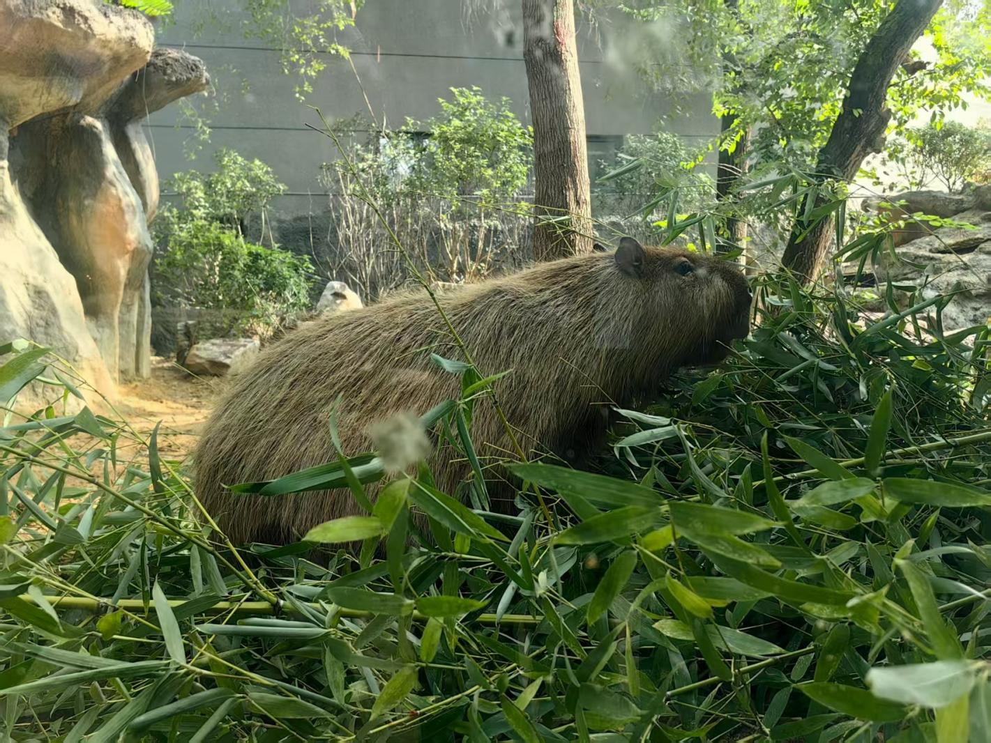 南京红山森林动物园卡皮巴拉
