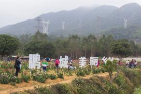 大鹏美丽乡村