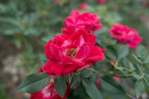 月季花