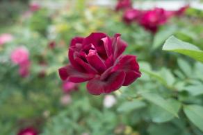 月季花