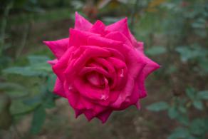 月季花