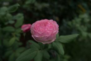 月季花