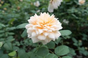 月季花