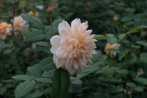 月季花