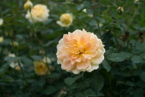 月季花