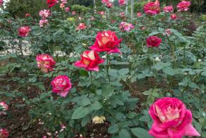 月季花