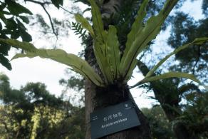 仙湖植物园