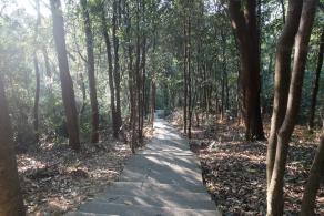 仙湖植物园山路