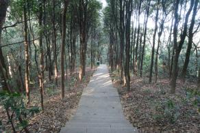仙湖植物园