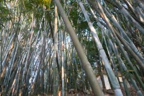 仙湖植物园竹林