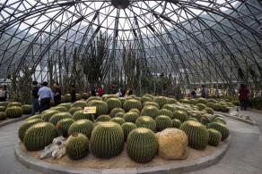 仙湖植物园沙漠植物区