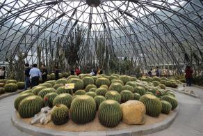 仙湖植物园沙漠植物区