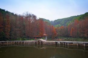 仙湖植物园