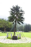 仙湖植物园吴邦国手植树