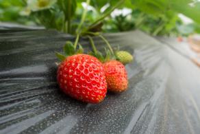 摘草莓