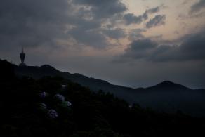 梧桐山毛棉杜鹃