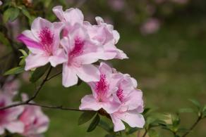 杜鹃花