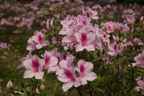 杜鹃花