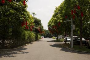 龙岗龙园