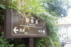 仙湖植物园-苏铁路