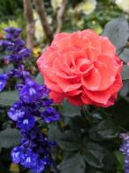 仙湖花展