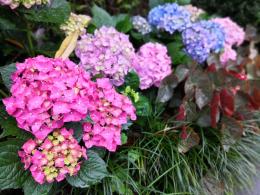 仙湖花展