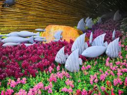仙湖花展