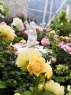 仙湖花展