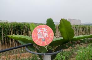 鹏城美丽乡村