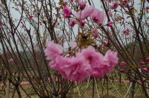 鹏城美丽乡村