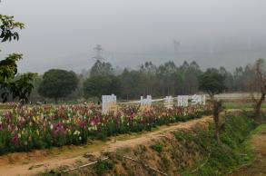 鹏城美丽乡村