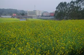 鹏城美丽乡村