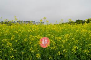 鹏城美丽乡村