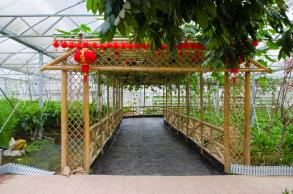 鹏城美丽乡村