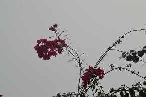 番禺百万葵园