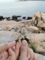 珠海东澳岛