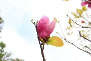 聚龙山