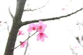 聚龙山