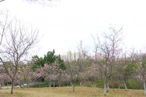 聚龙山
