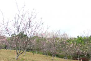 聚龙山