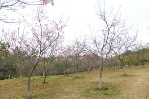 聚龙山