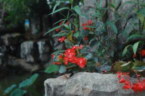 洪湖