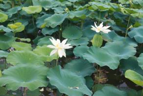 洪湖