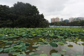 洪湖
