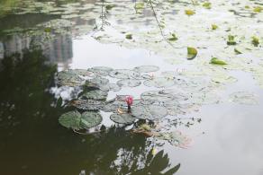 洪湖