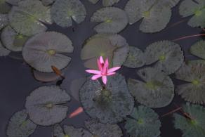 洪湖